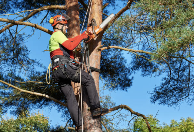 tree trimming rockland ny