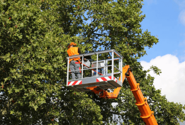 tree trimming rockland