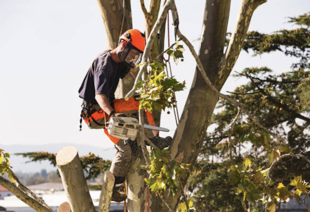 tree removal rockland