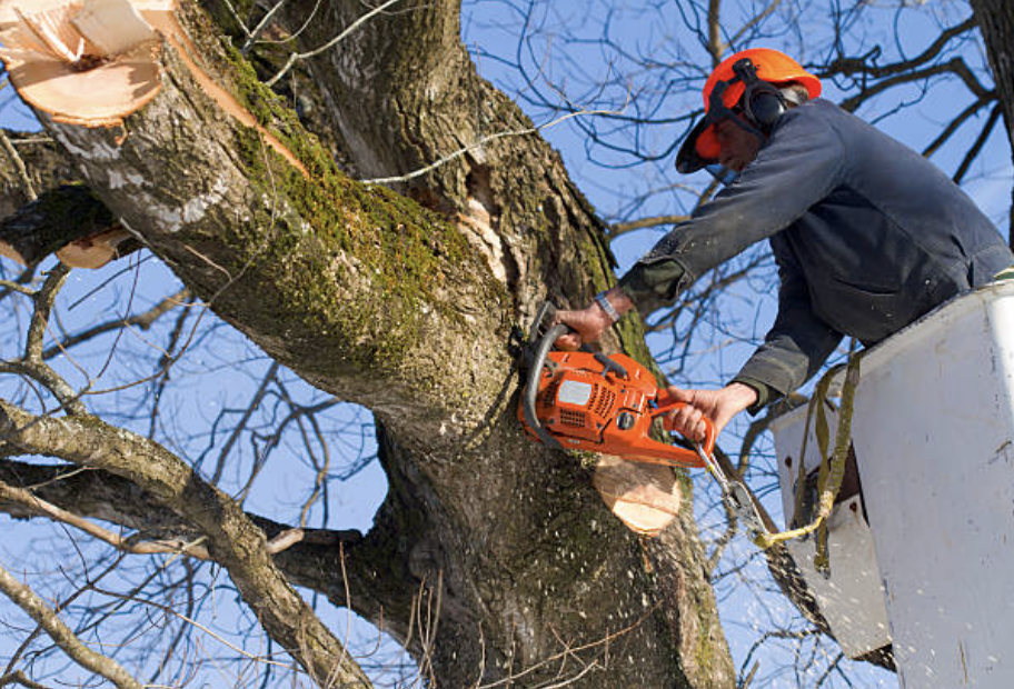tree trimming New Hempstead ny